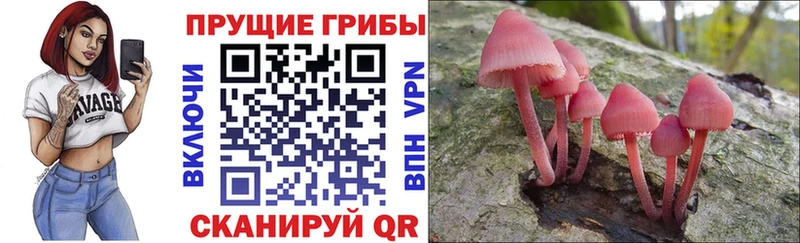 площадка наркотические препараты  Камышин  Галлюциногенные грибы Psilocybe 